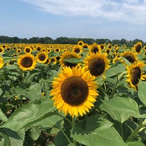 Meet your Posher, KB